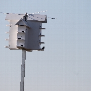 Purple Martin Project